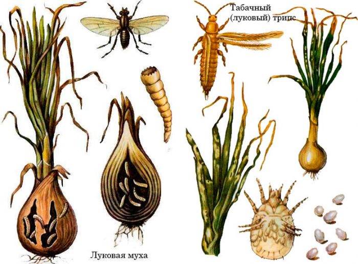 Шкідники цибулі