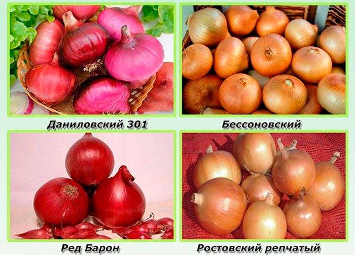 Цибуля