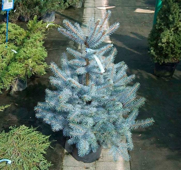 Ялина Супер Блю